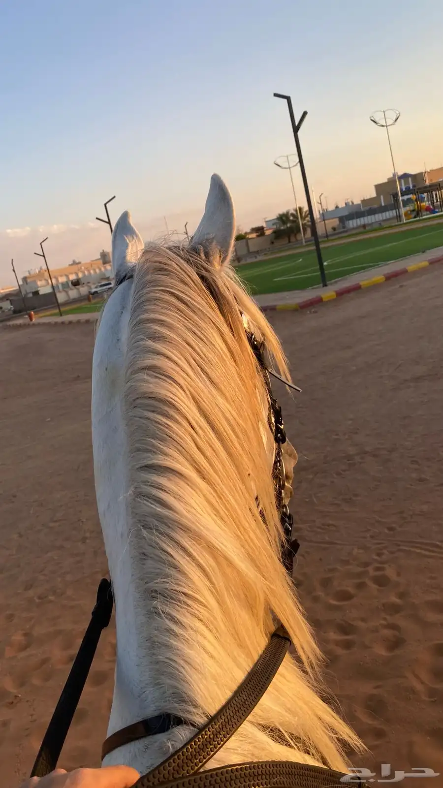 حصان كارثه لراعين هالطرب 7