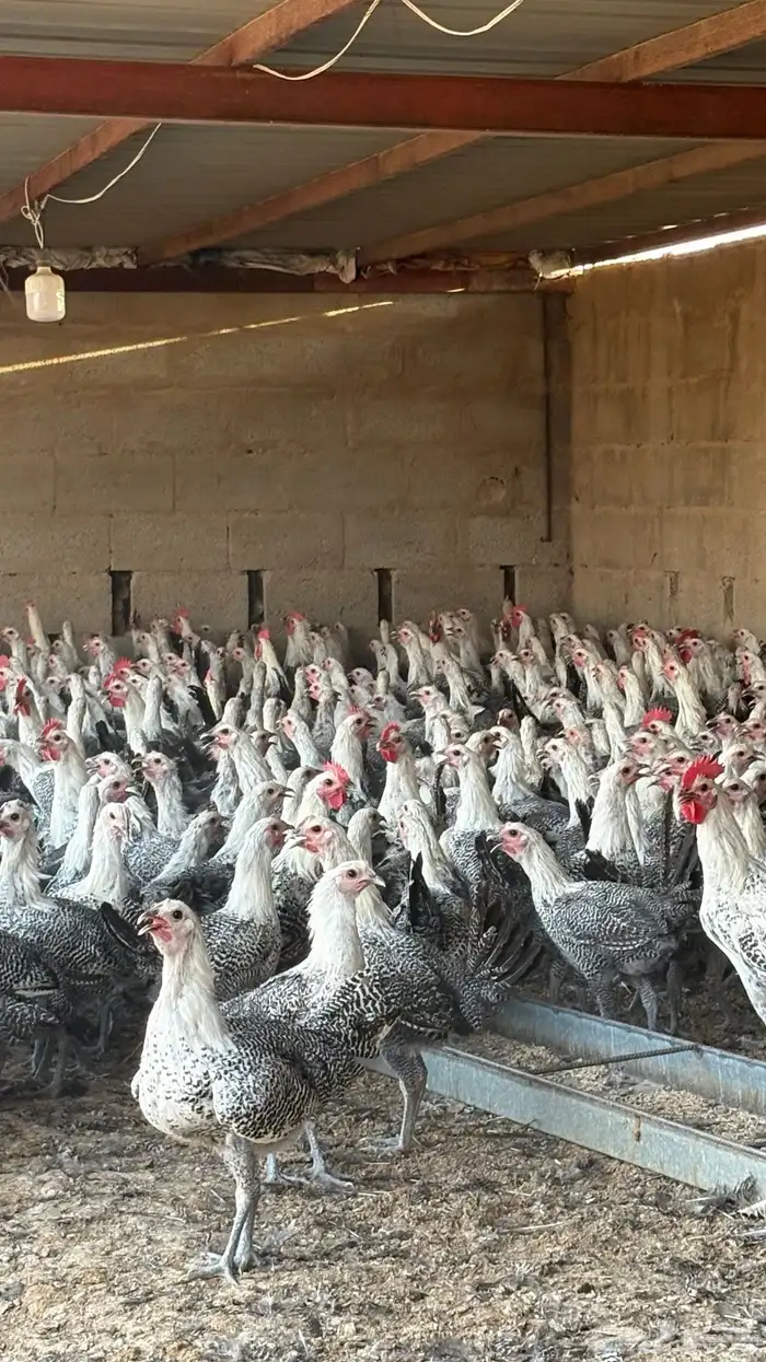 دجاج بشاير فيومي شبابي 1000 حبه 1