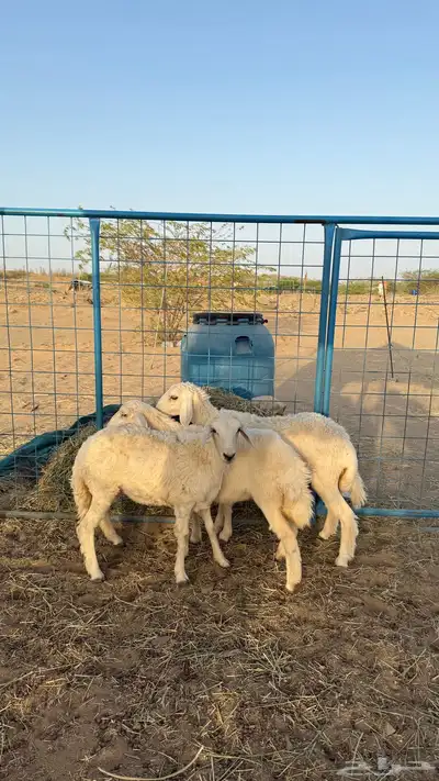 بهم حريات 2