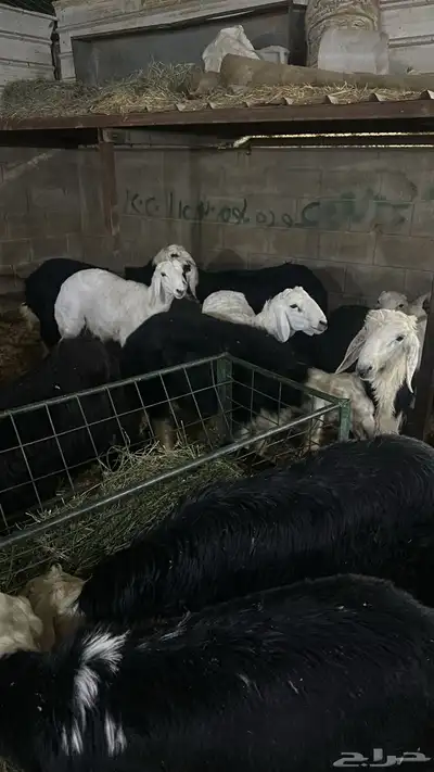 ذبايح بريه فاخرحري نعيمي نجدي تيوس يوجد خدمه الذبح والتوصيل 8