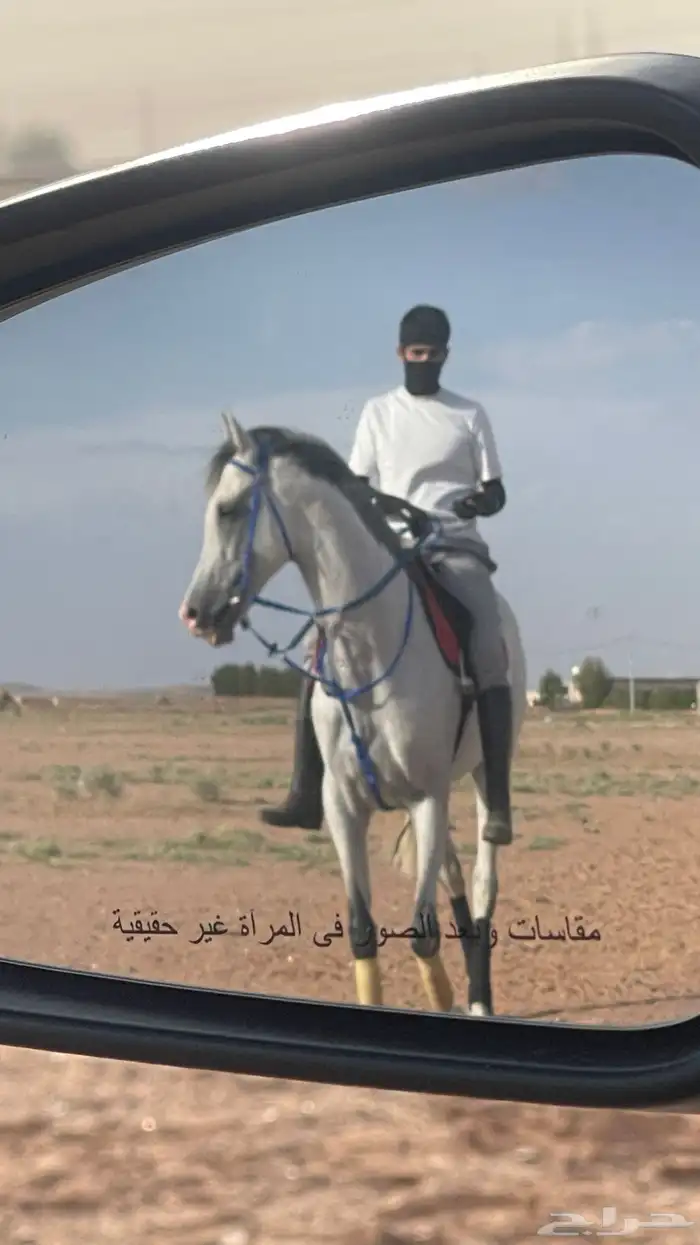 حصان شيخ سبوق فزاز 2