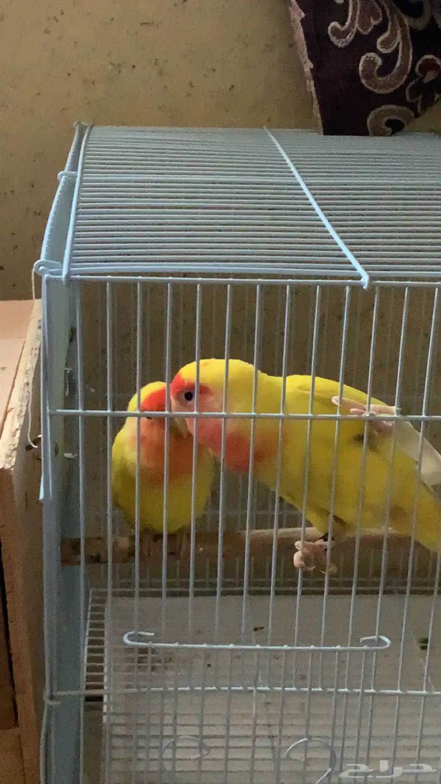 جوز روز معه بيضه 0