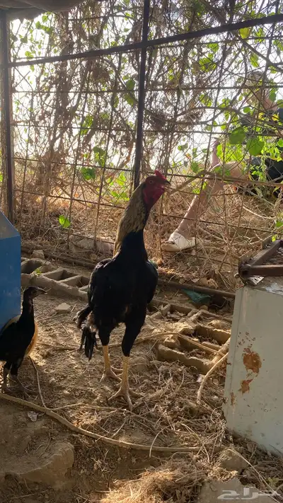 اعرض لكم ديك سندي باكستاني 0
