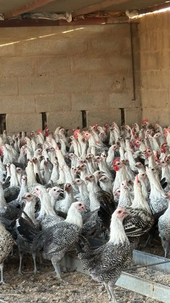 دجاج بشاير فيومي شبابي 1000 حبه 7