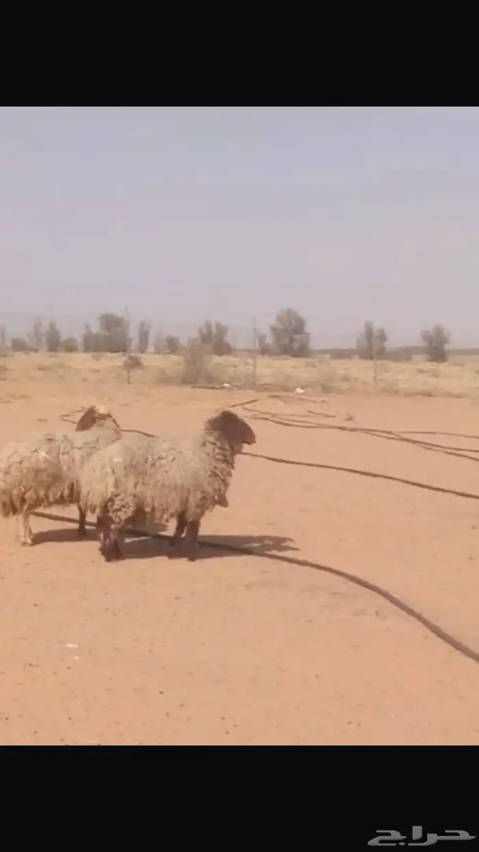 شياة نعيميات حيل( تم البيع ) 1