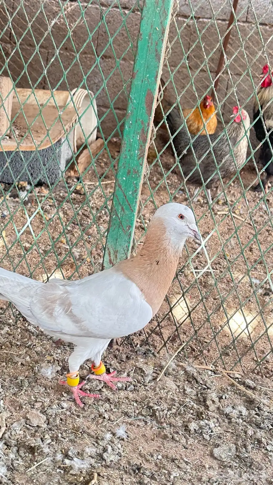 ذكور حمام   ديك للبيع او بدل 1