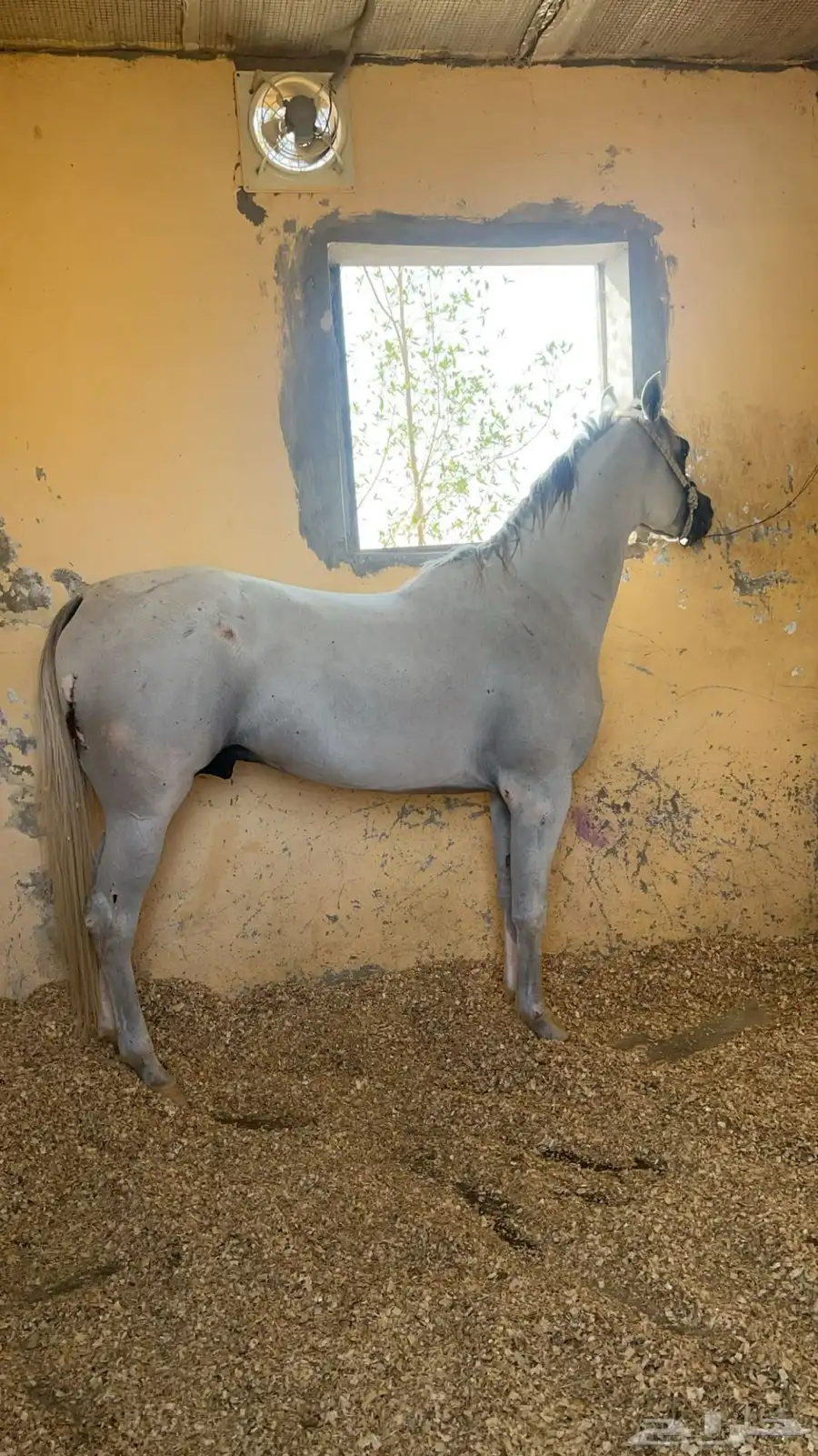 خيل index