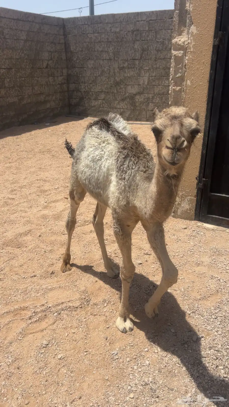 قعود للبيع العمر ثلاث شهور على السوم رقم التواصل 2