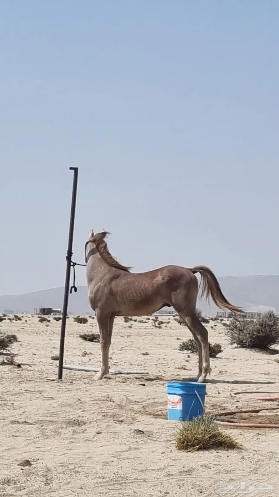 مهر ابوه ببور مصري امه شعبي 1