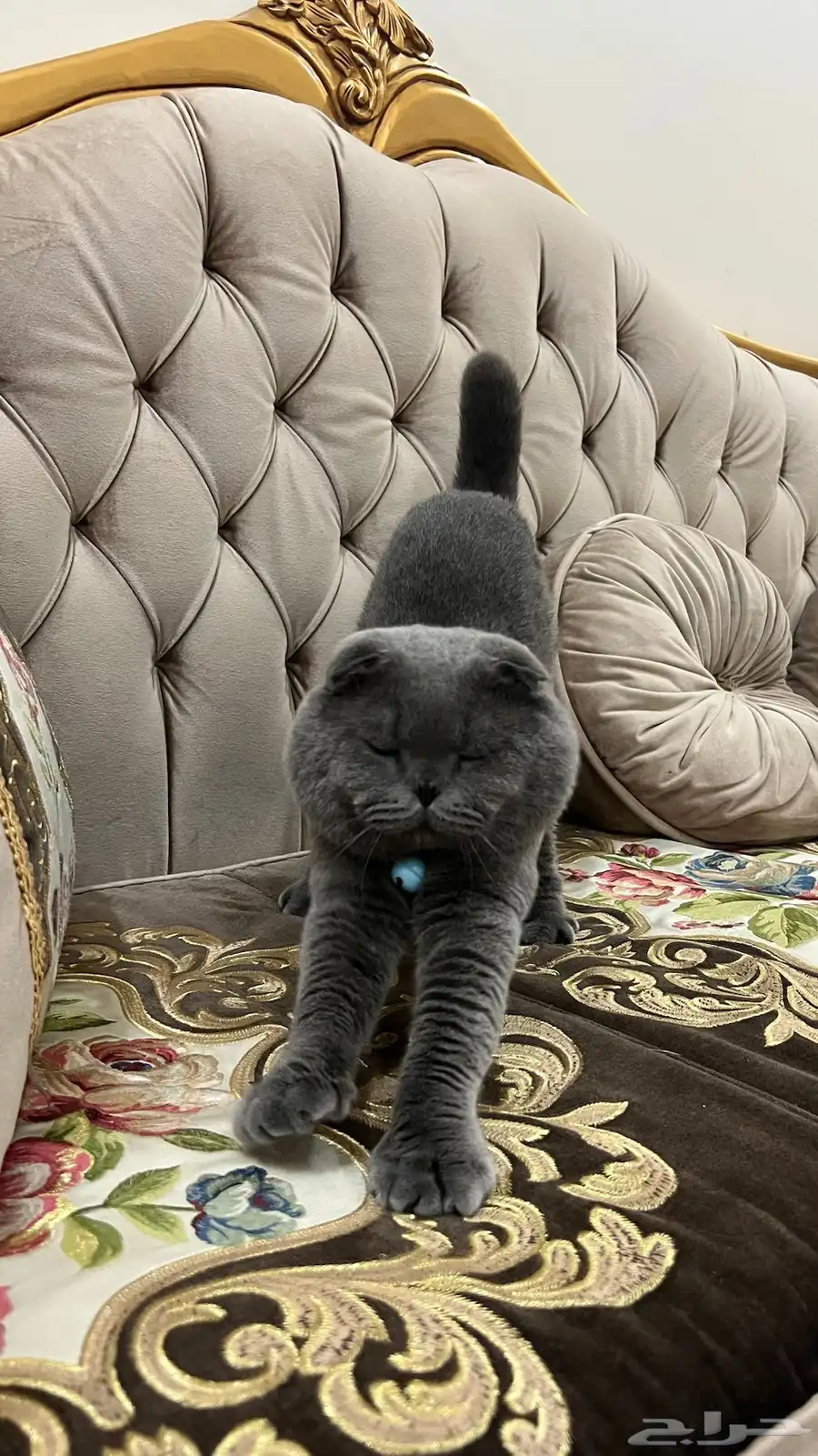 قط للتزاوج 1