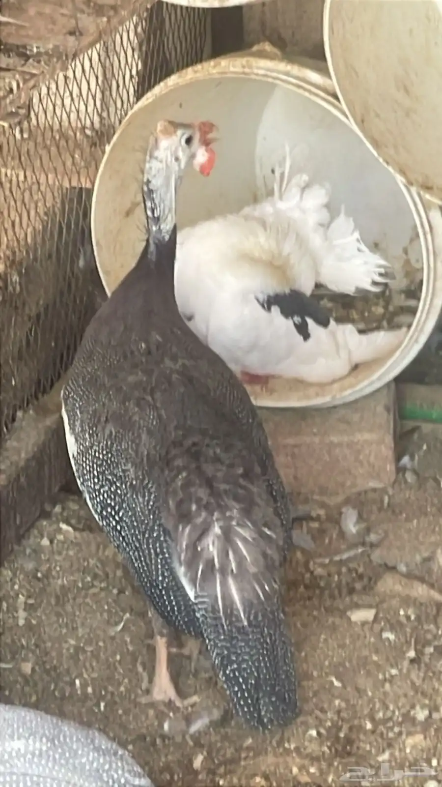 دجاج بلدي وحبش واوز وبط للبيع 3