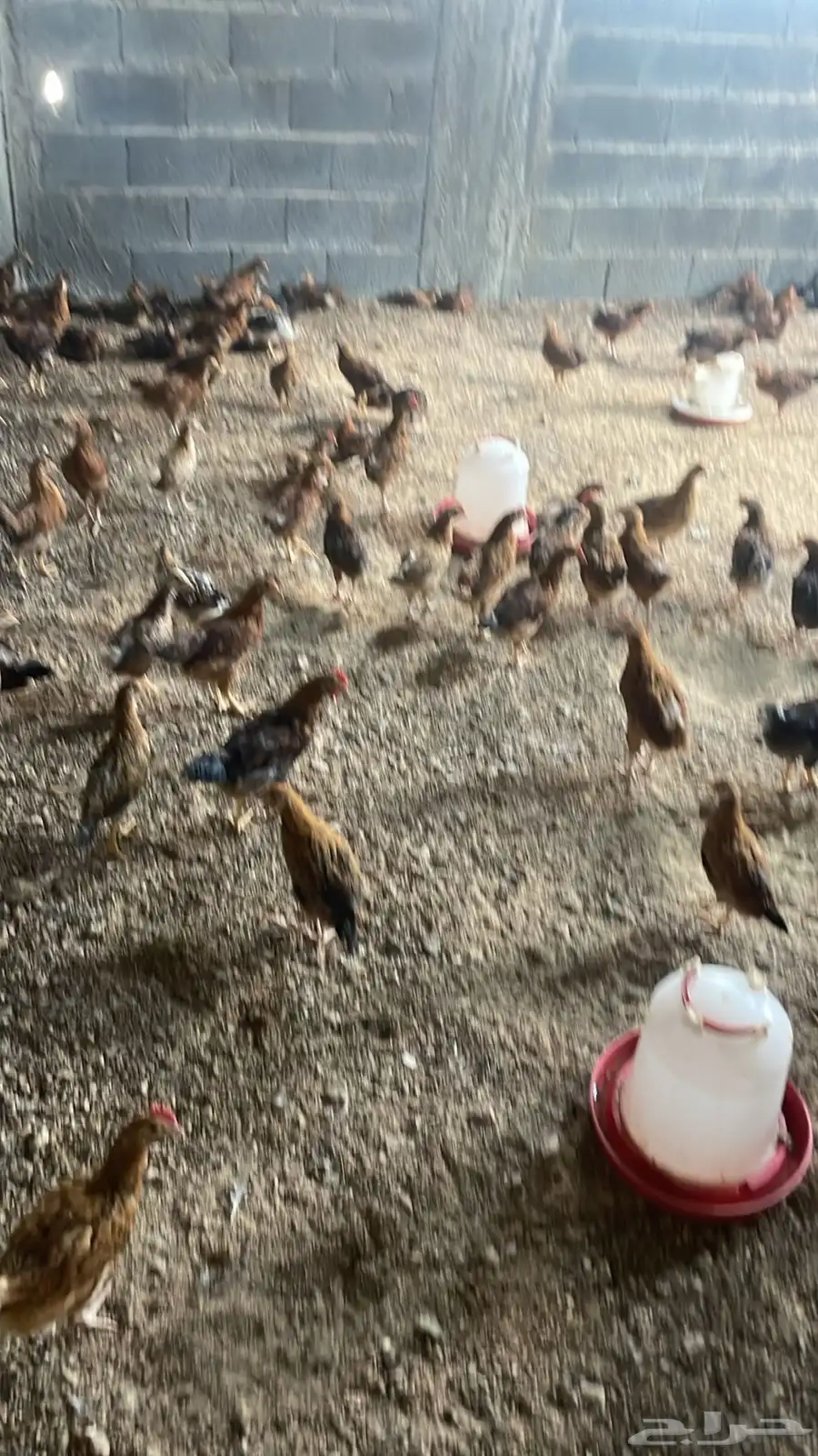 دجاج فرنسي احمر من عمر اسبوع الى ثلاثه شهور 17