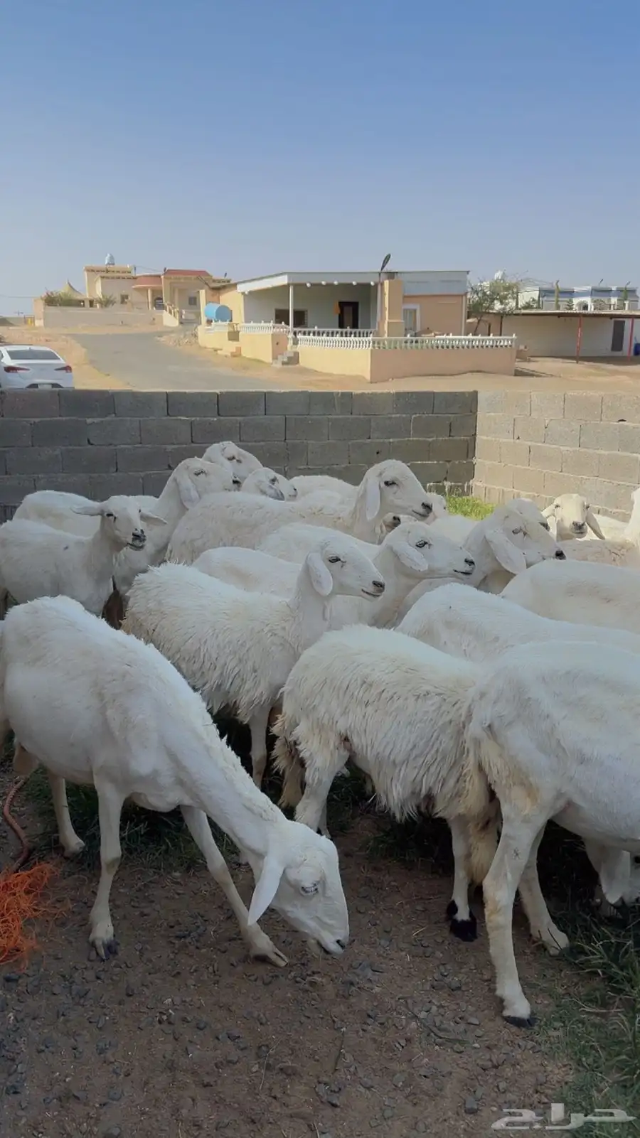غنم مراح واحد للبيع بفحلها 9