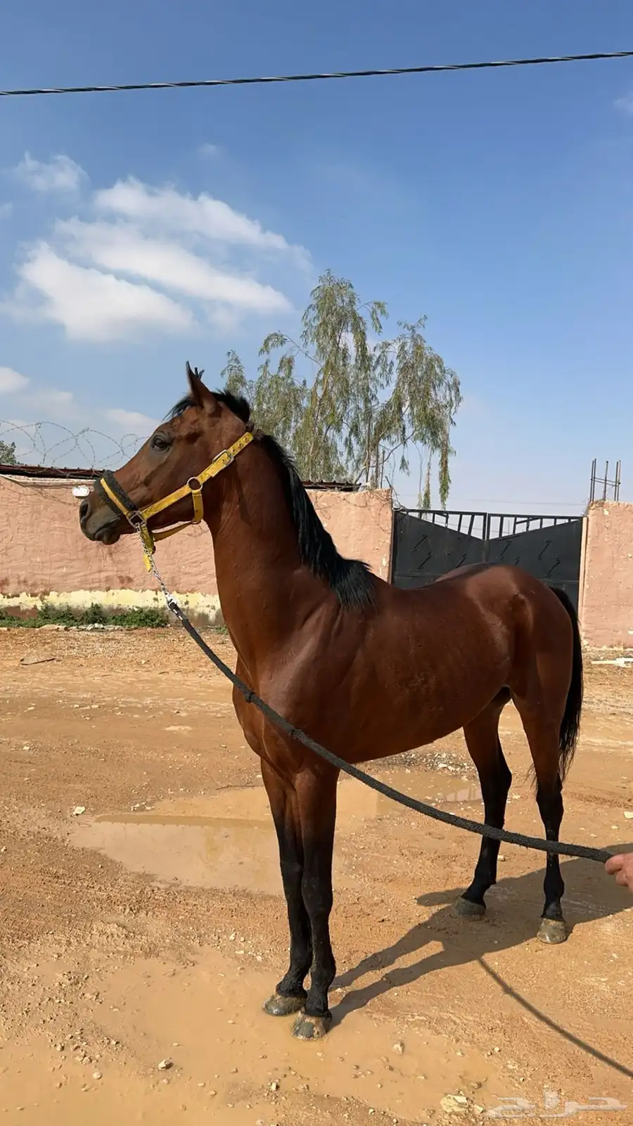 حصان شعبي للبيع وا سبوق   وا طالع على ابطال 5