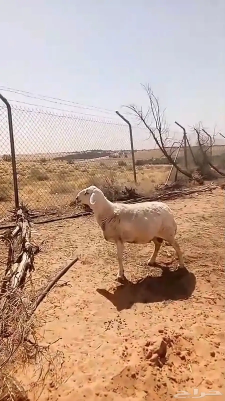 حرية حيل 0