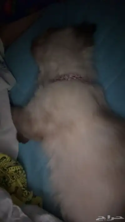 قطه مفقوده 1