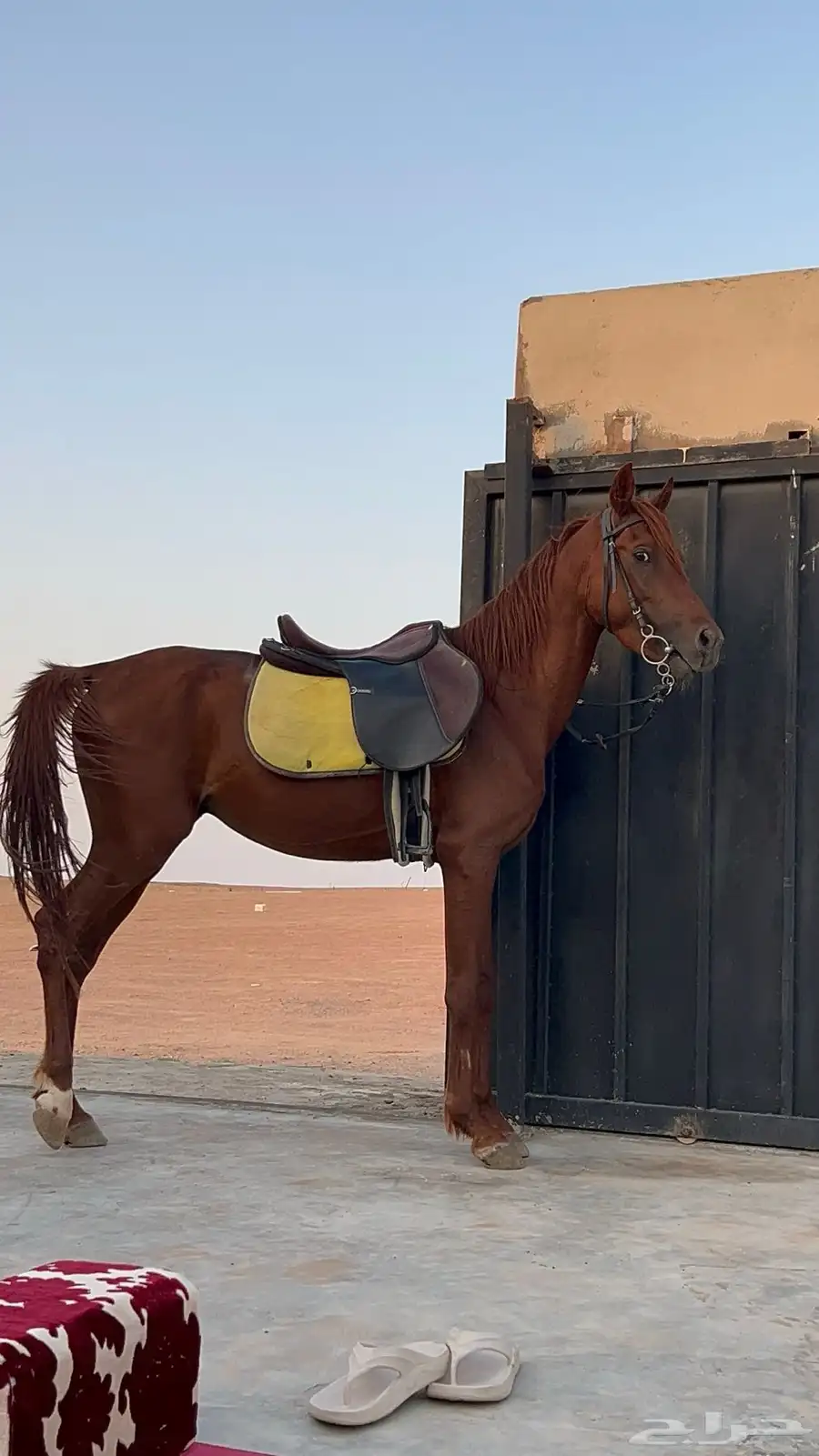 حصان شعبي 15