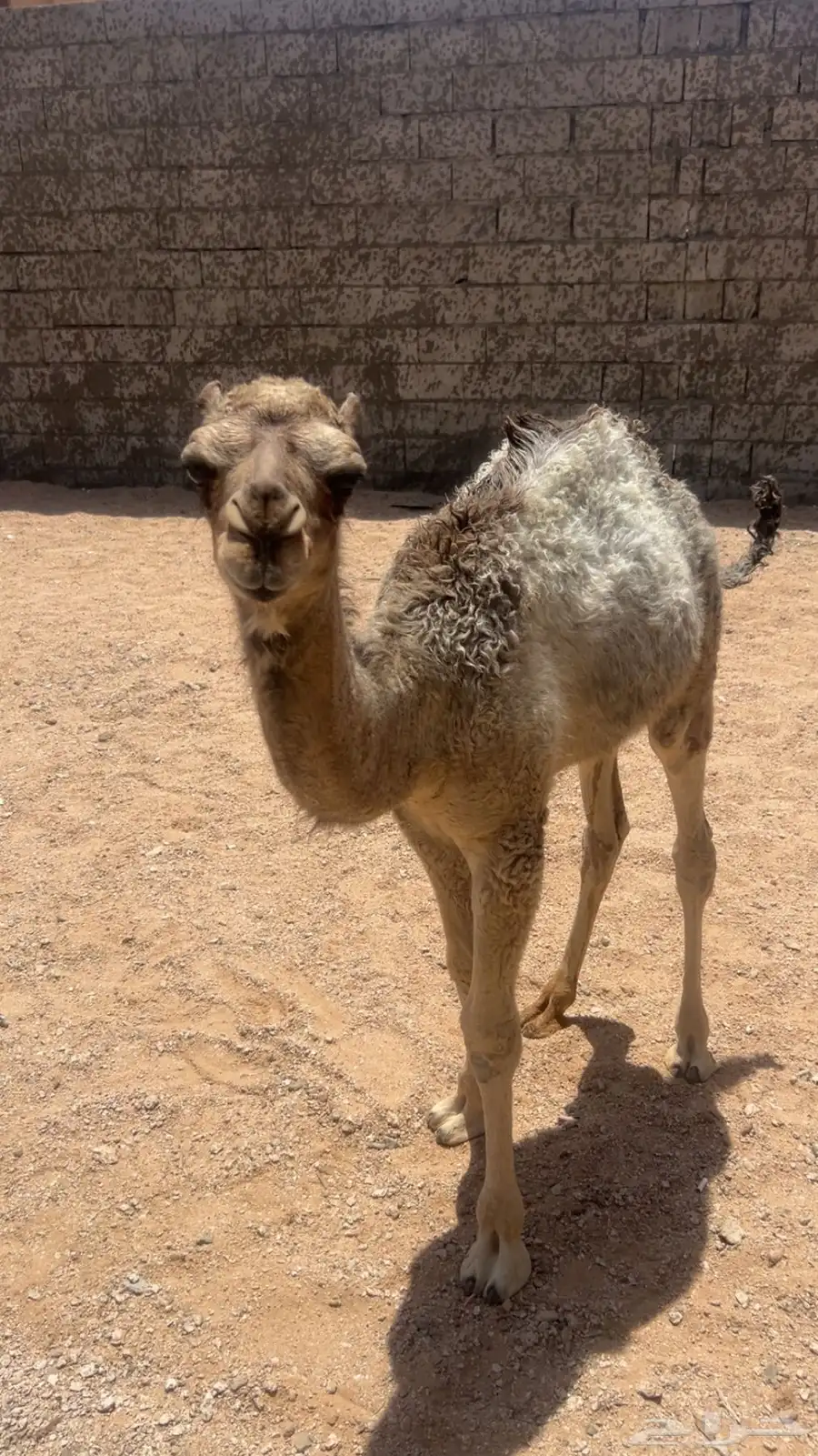 قعود للبيع العمر ثلاث شهور على السوم رقم التواصل 1