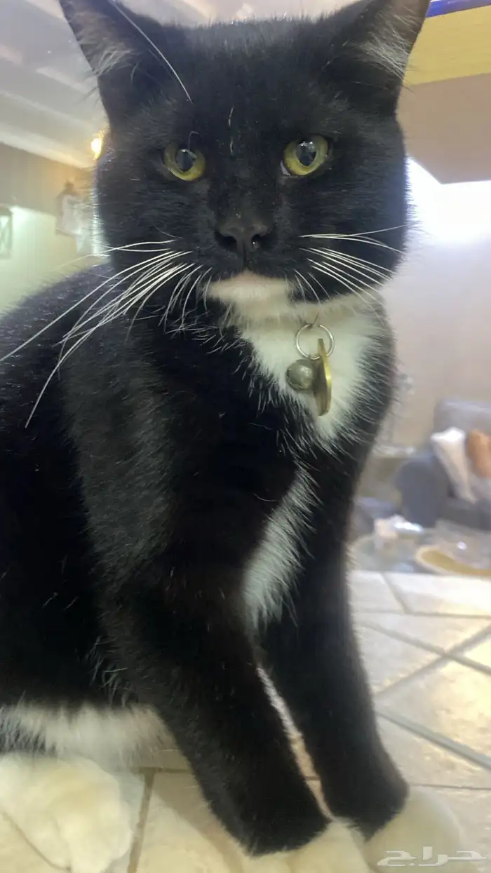 قطط للتبني العمر سنه الاثنين ذكر 10