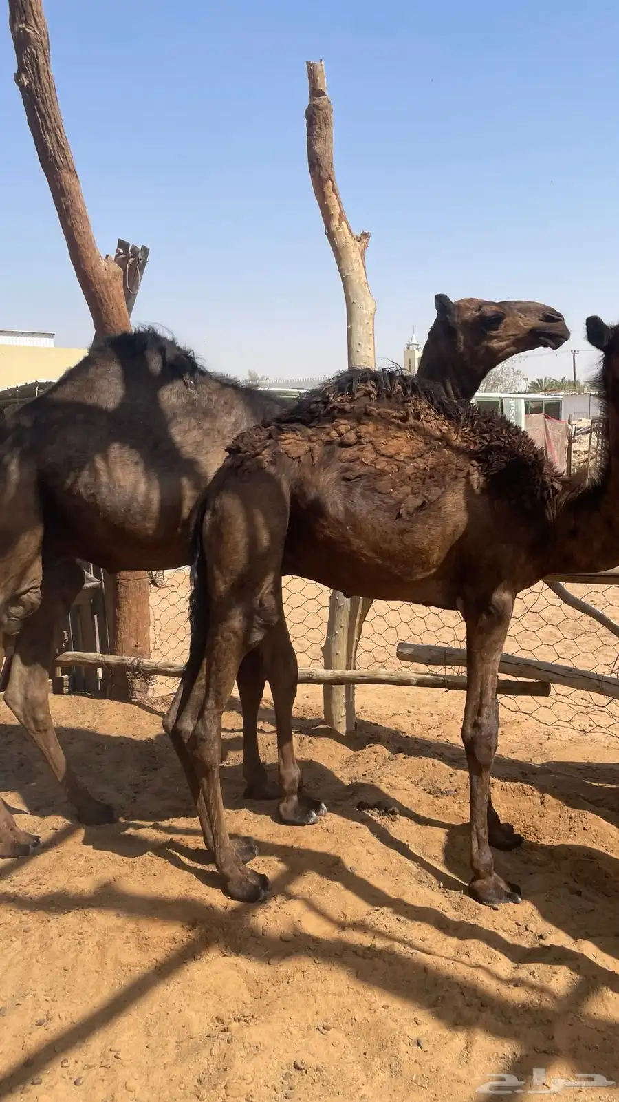 للبيع قعدان 1