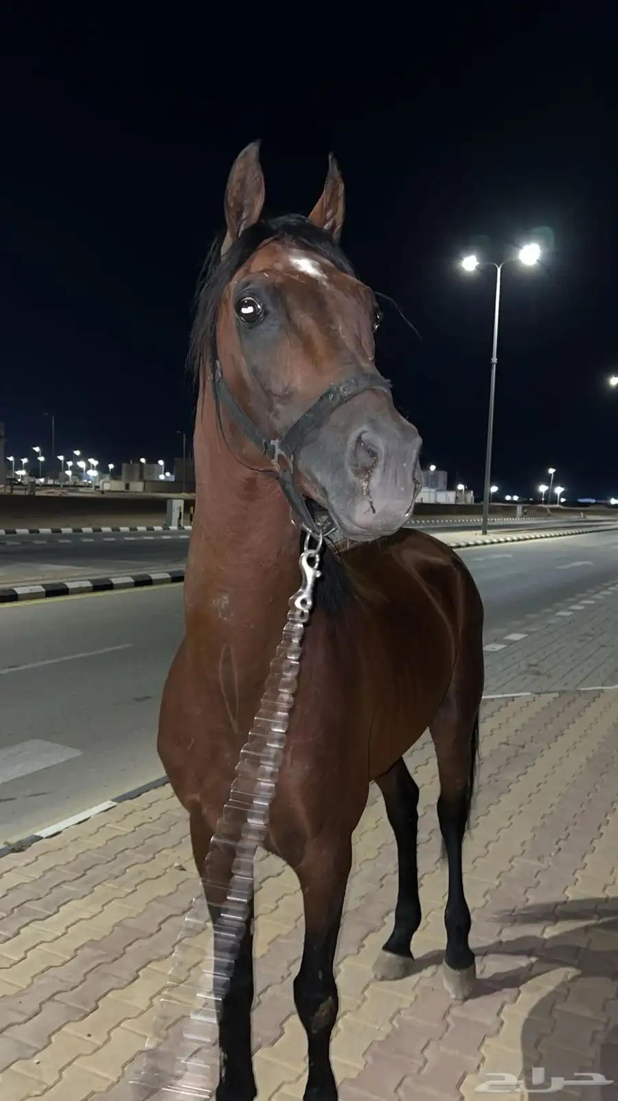 حصان شعبي للبيع وا سبوق   وا طالع على ابطال 0