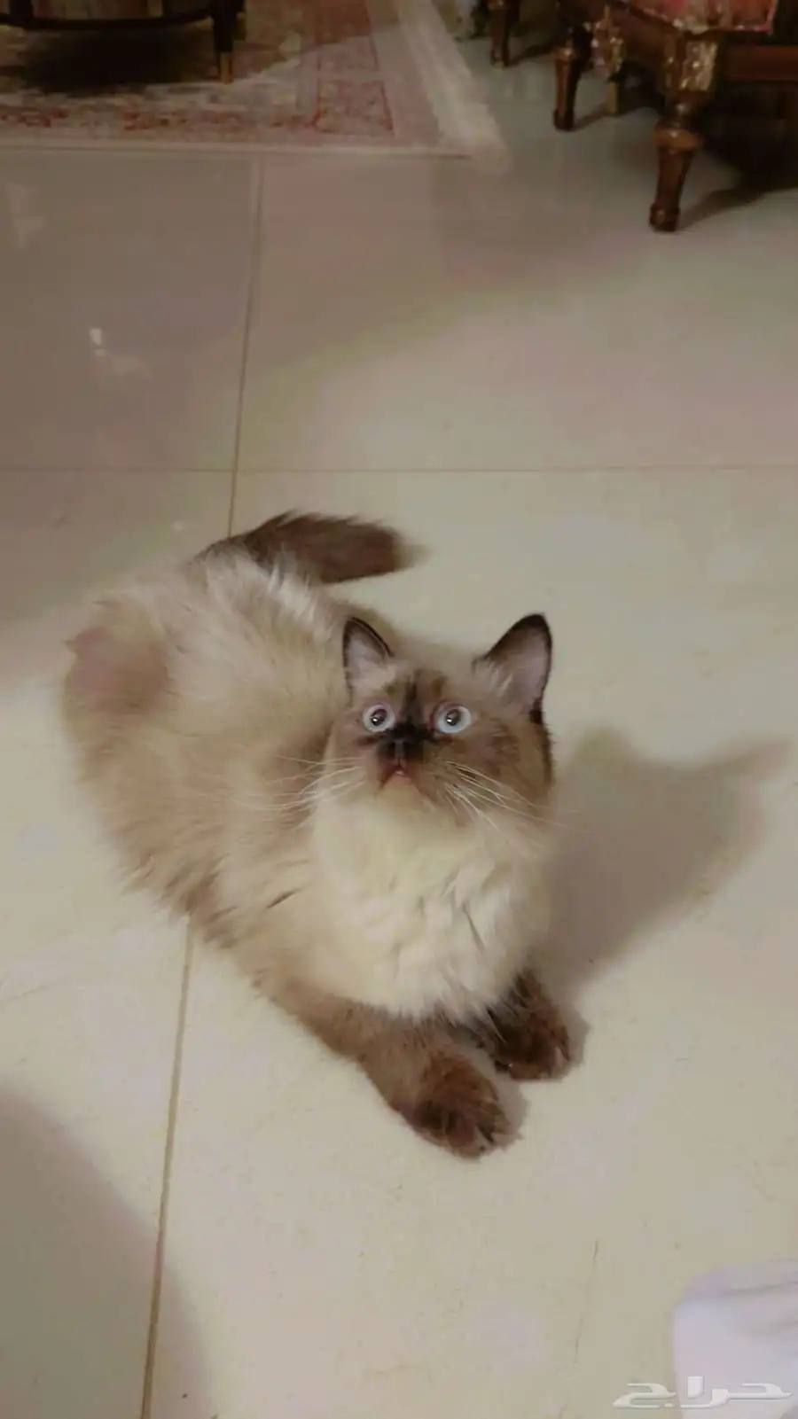بيع قطط هملايا 4