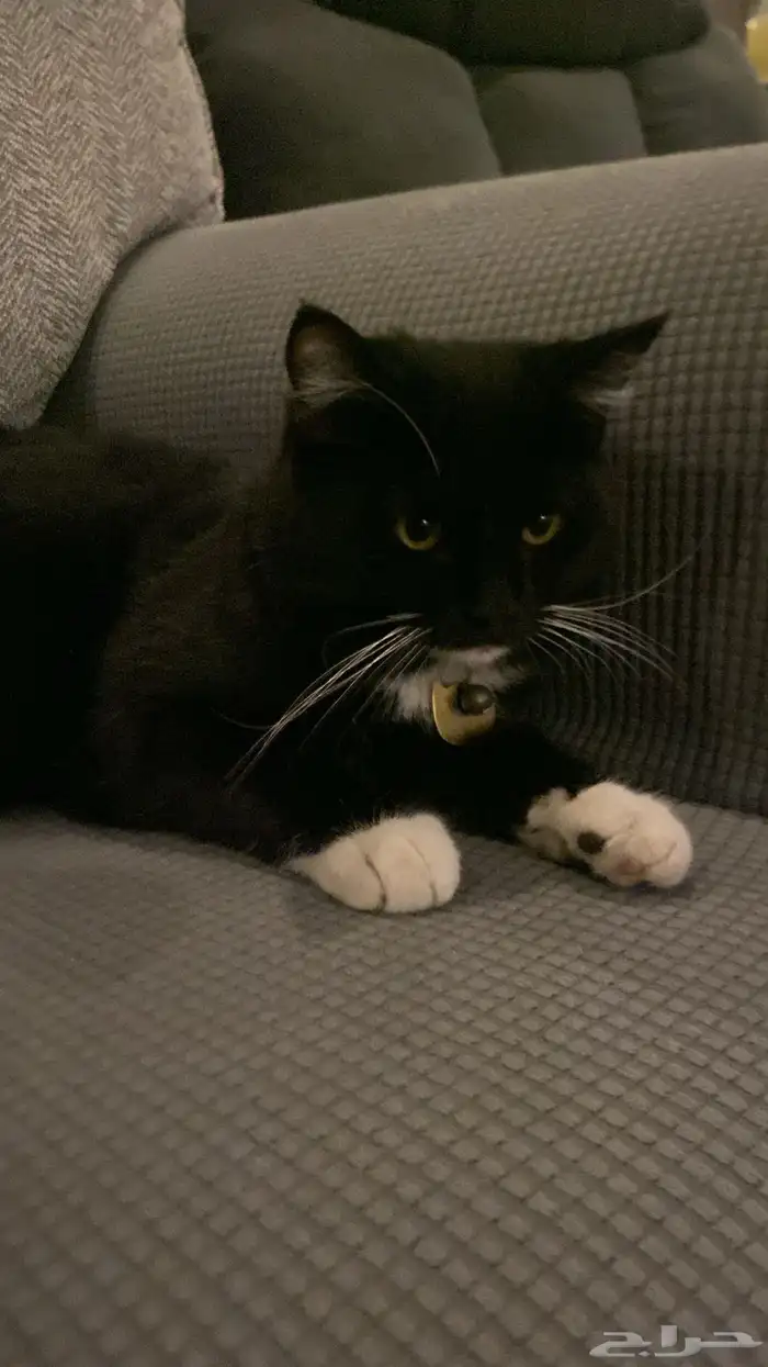 قطط للتبني العمر سنه الاثنين ذكر 6