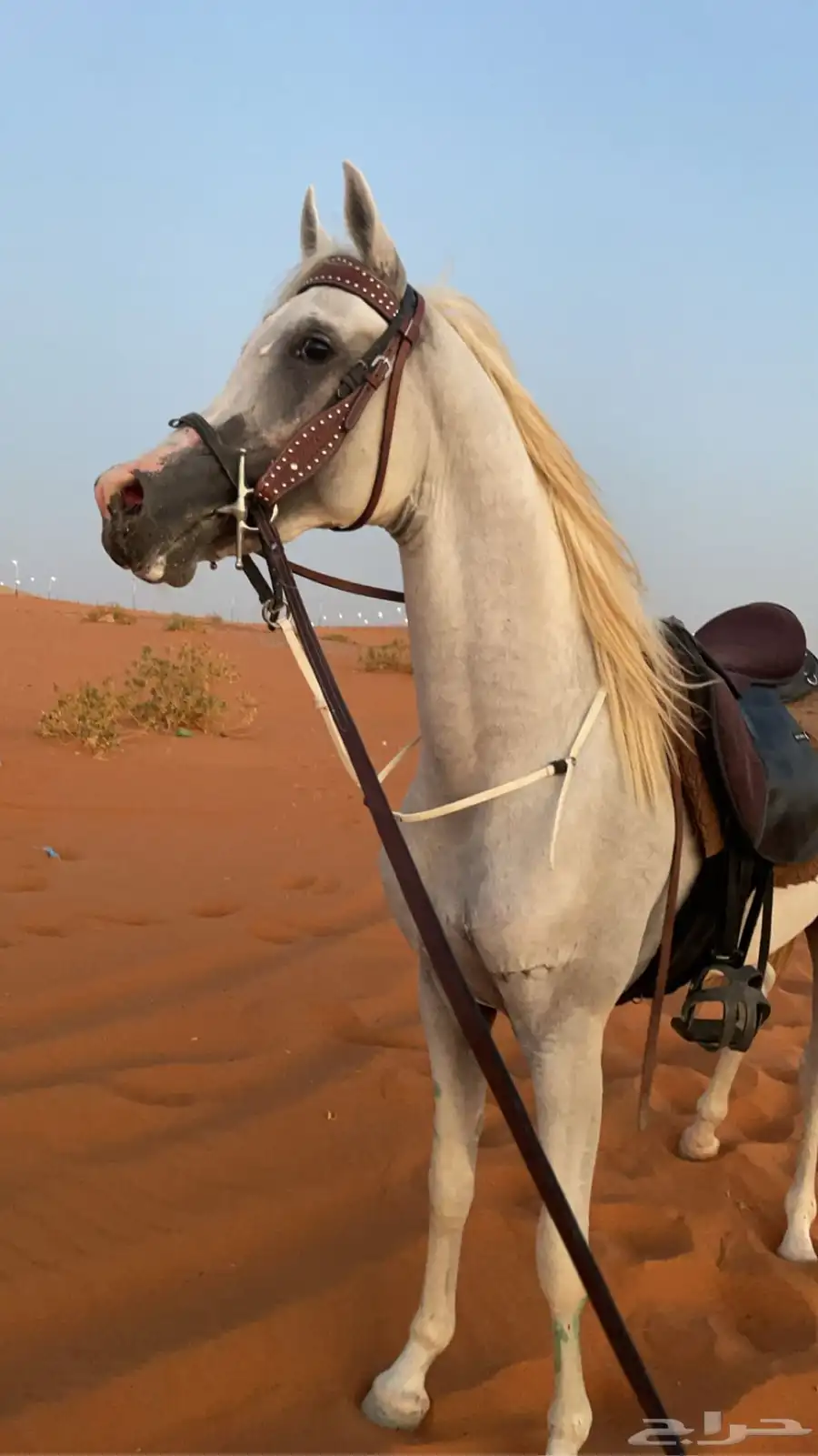 ايوا خيل وعسف وتدريب index