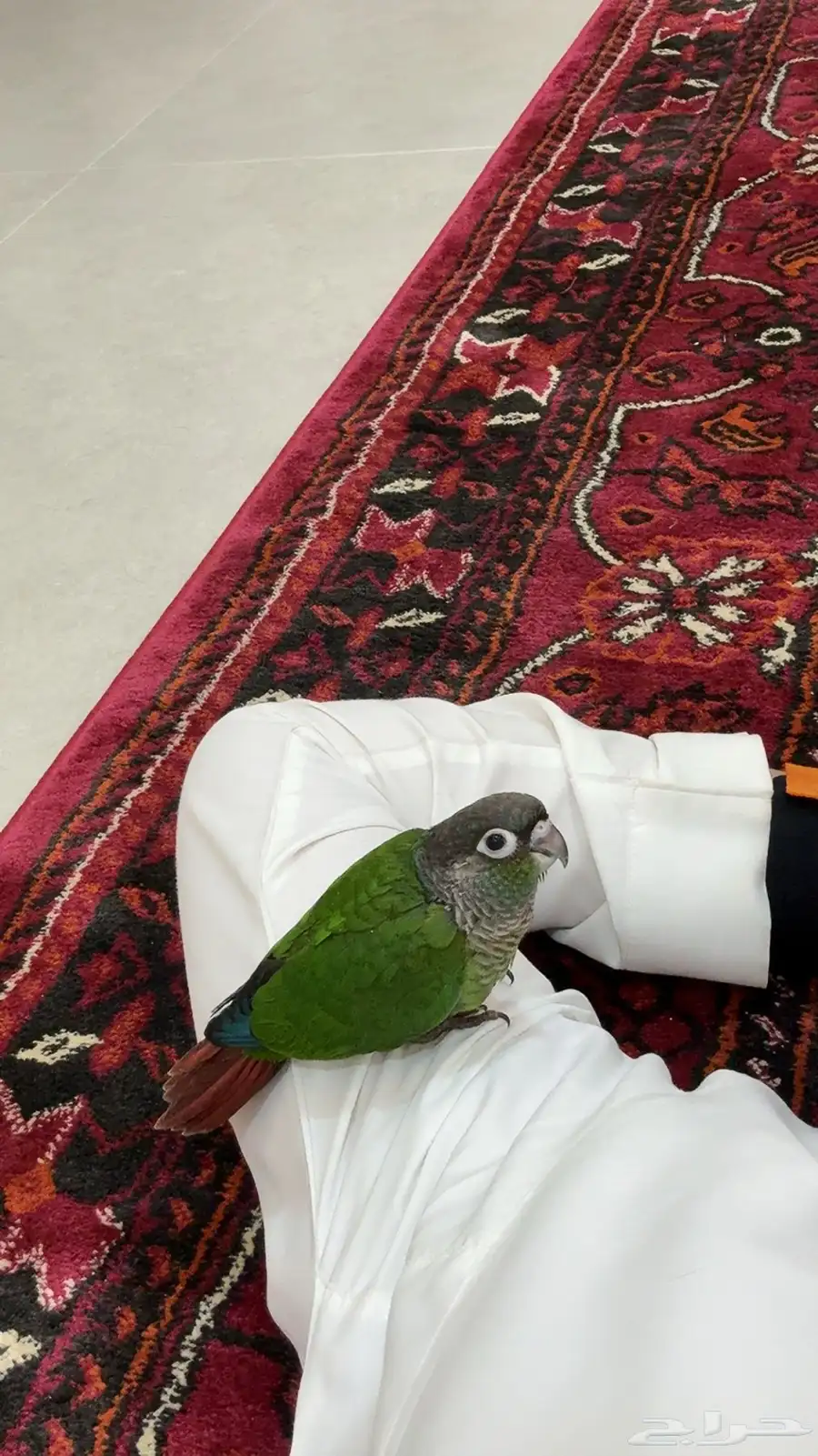 كنيور جرين شيك كنيور 13