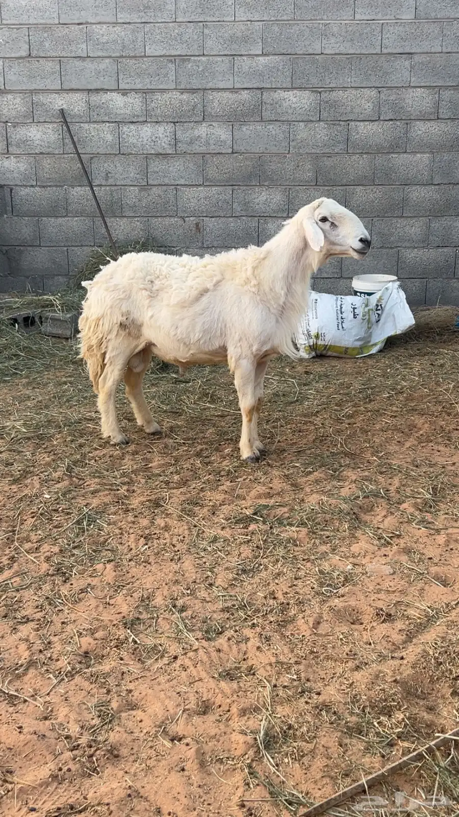 خروف فحل حري 2