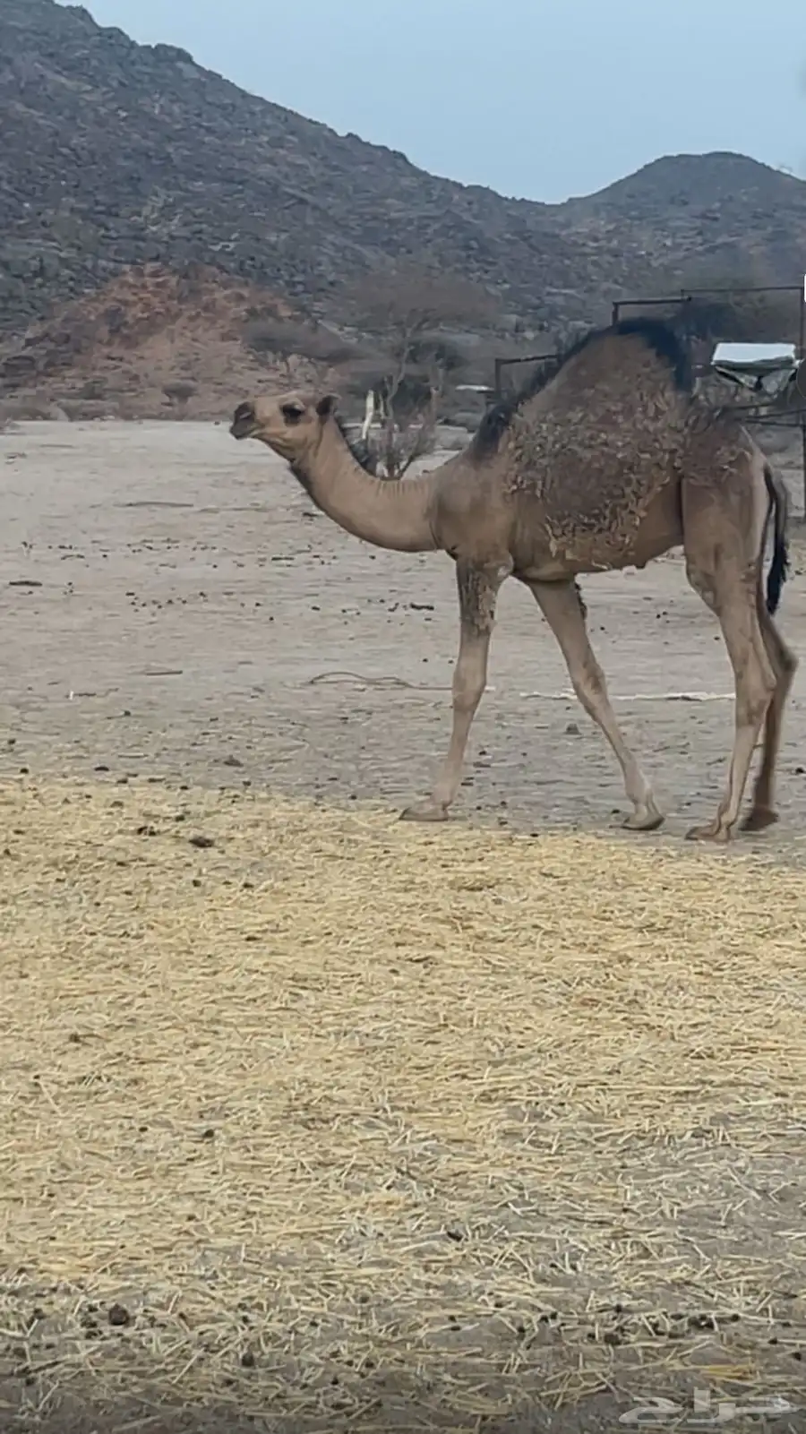 قعود كفو ومغلق عمره 5 شهور 1