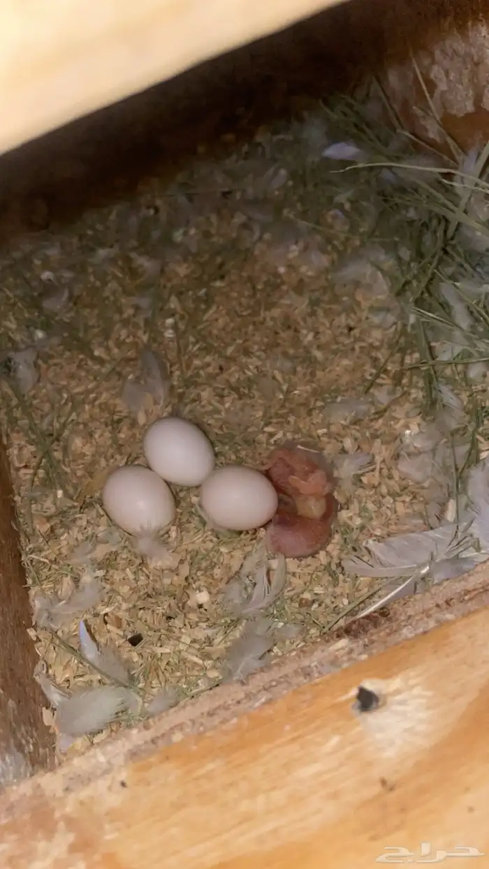 للبيع زوج روز البينو منتج بفروخه 3