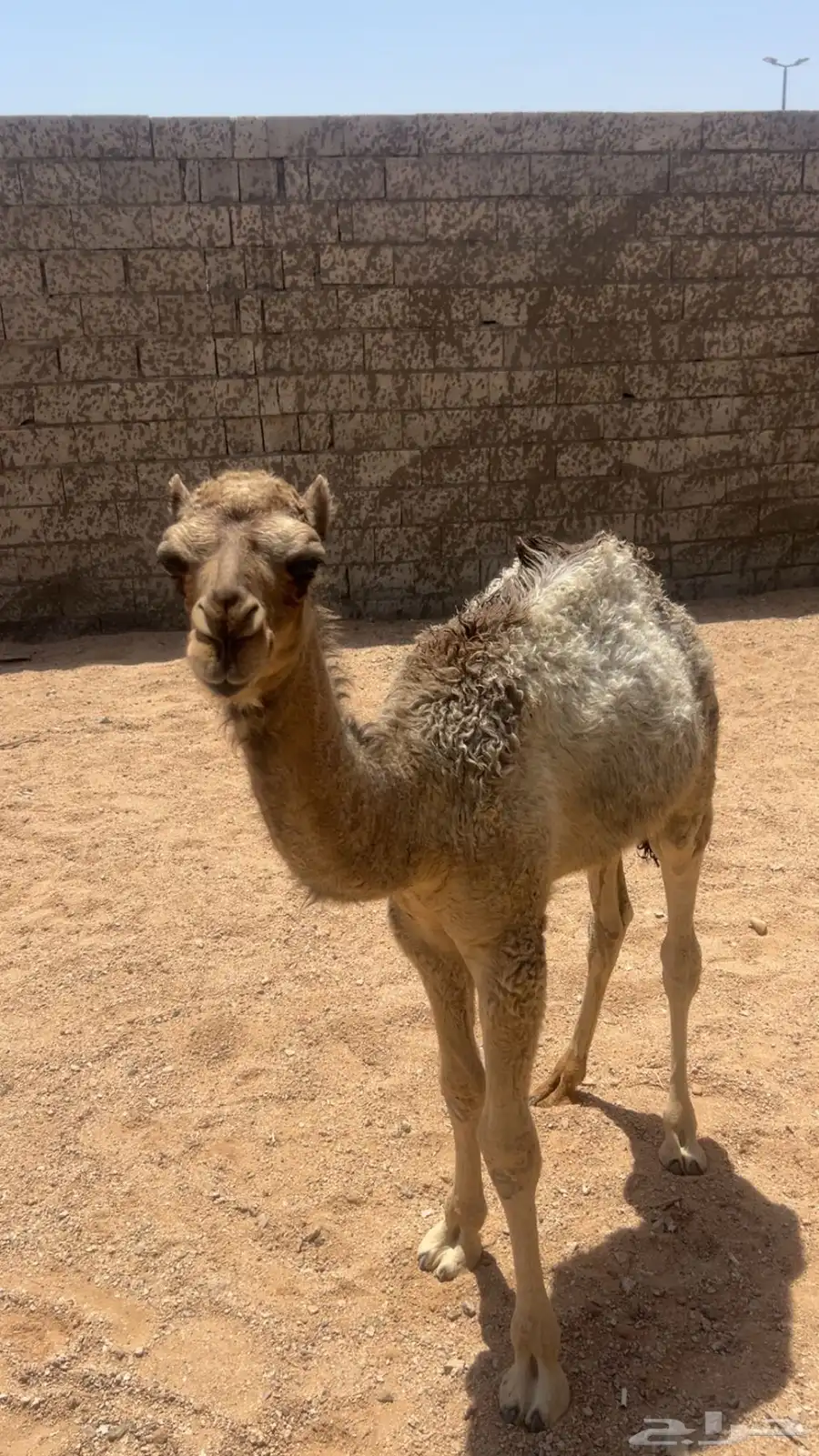 قعود للبيع العمر ثلاث شهور على السوم رقم التواصل 0