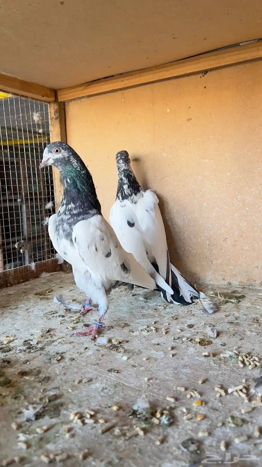 حمام باكستاني index