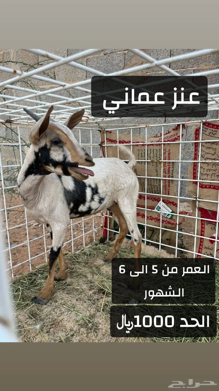 عنز عماني وتيس عماني الموقع محافظة الغاط 0