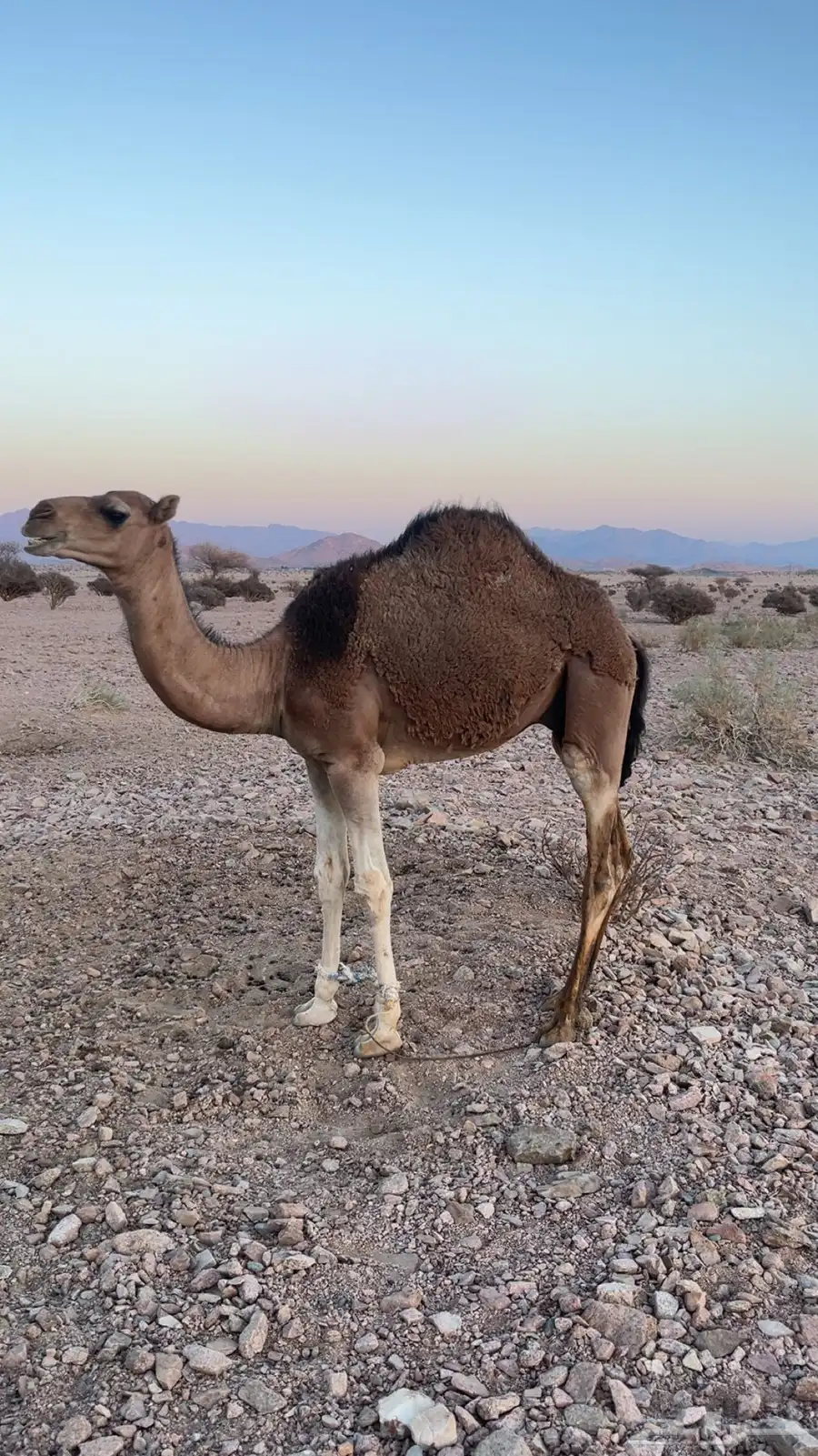 قعود احمر للبيع سنه 8 شهور فل شحم 2