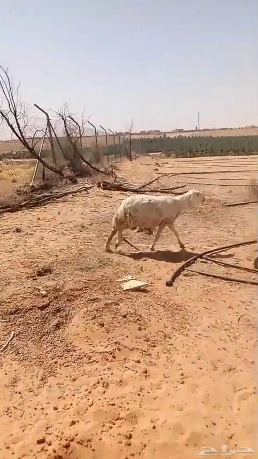 حرية حيل 1