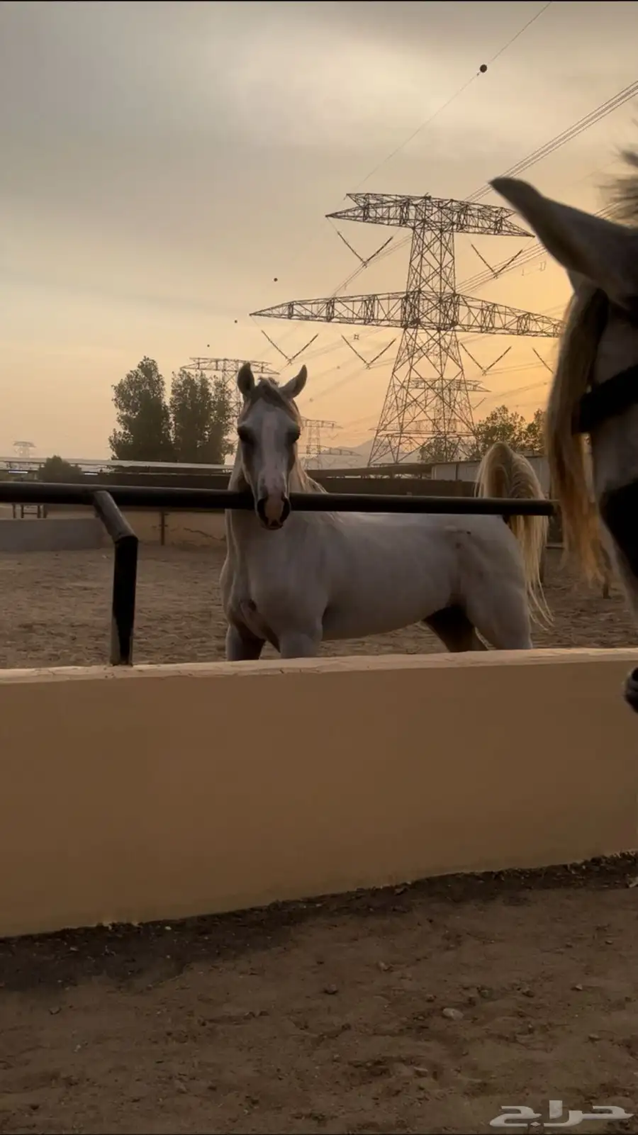 خيل index