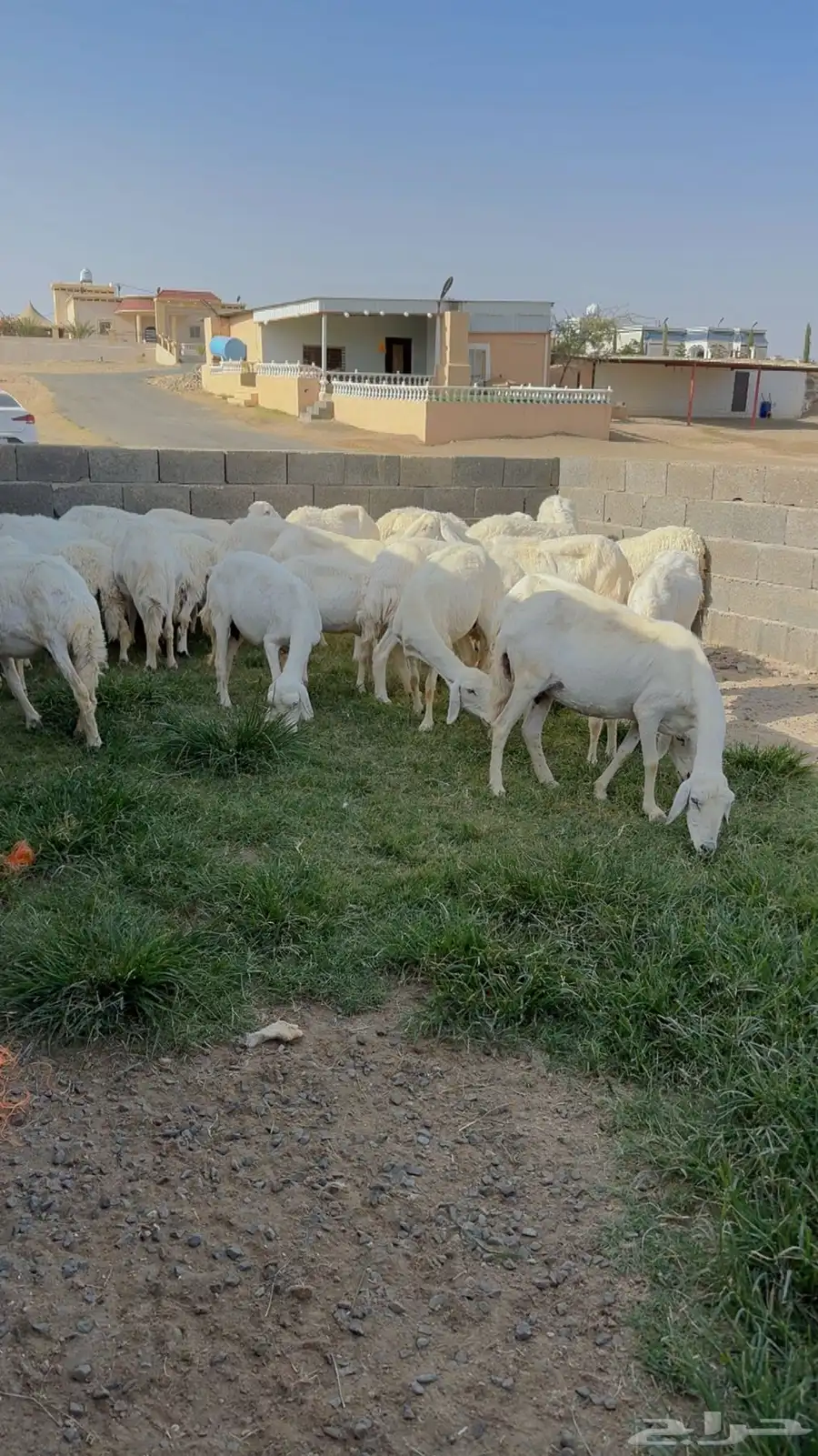 غنم مراح واحد للبيع بفحلها 13