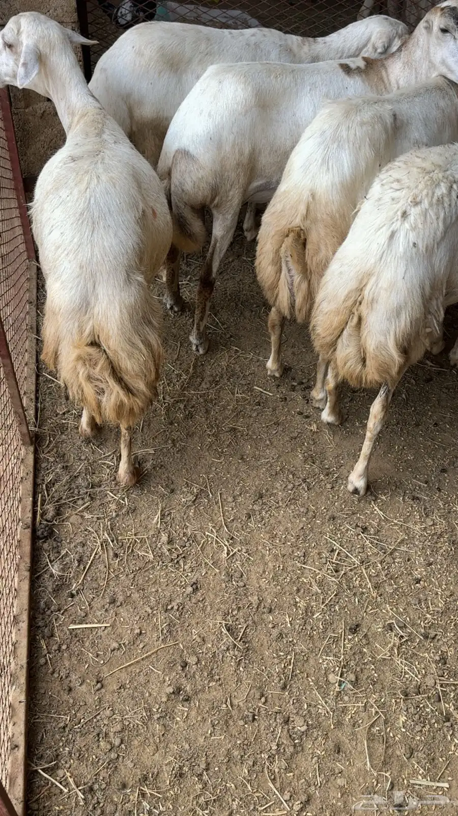ضان 1