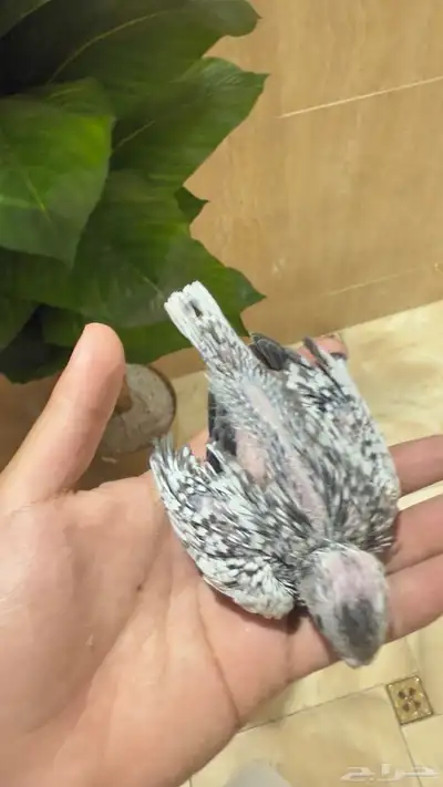 الحقو الزين فروخ كروان 4