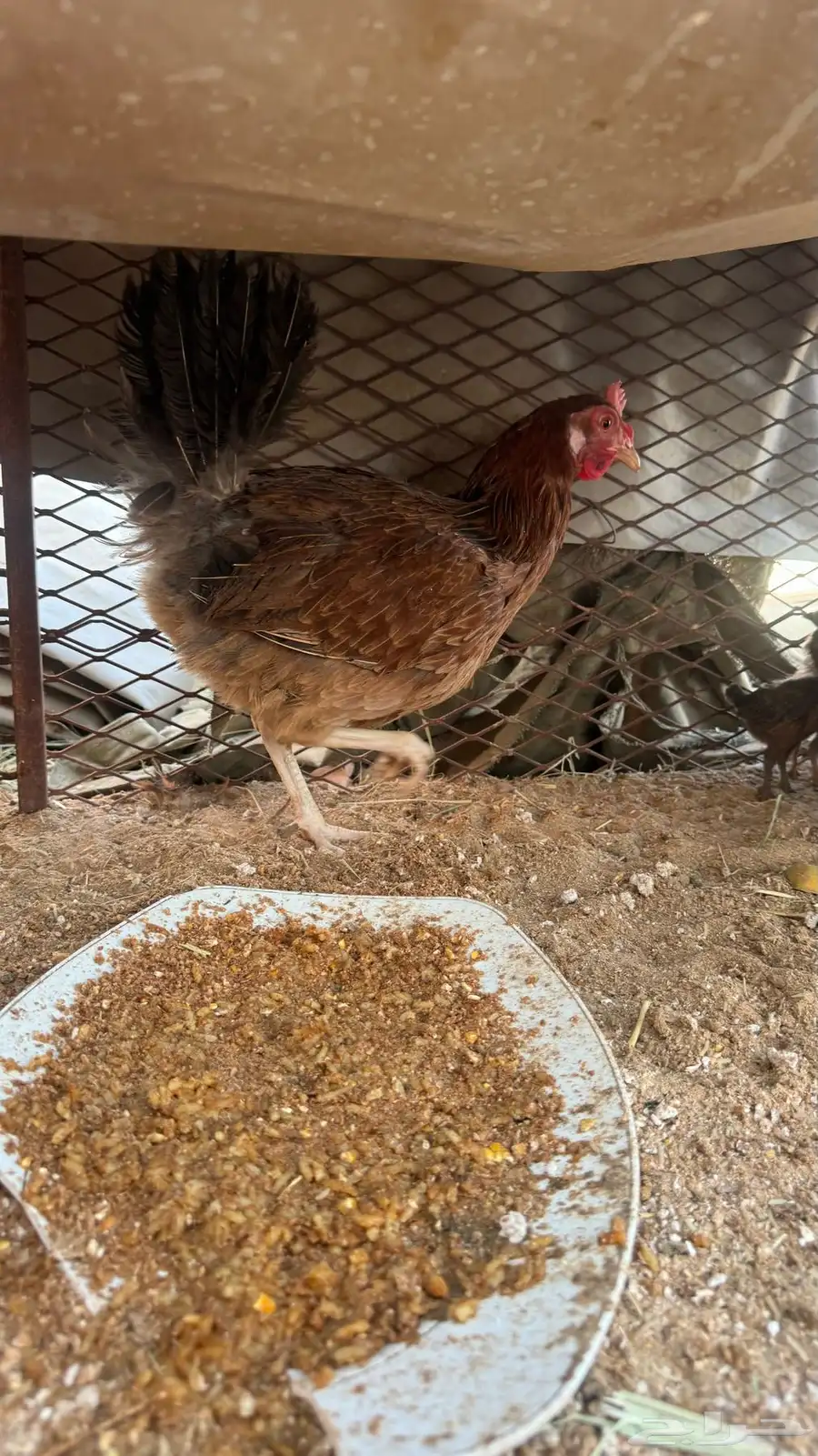 دجاج 3