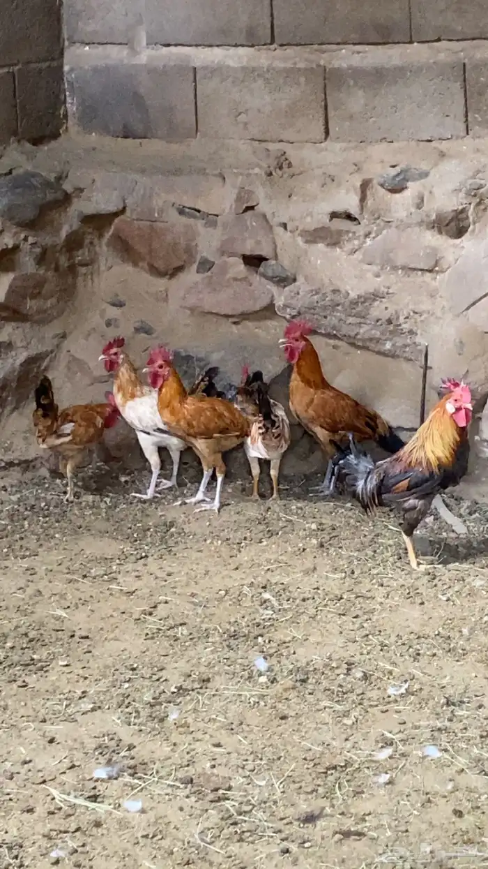 ديكه بلديه كفو 1