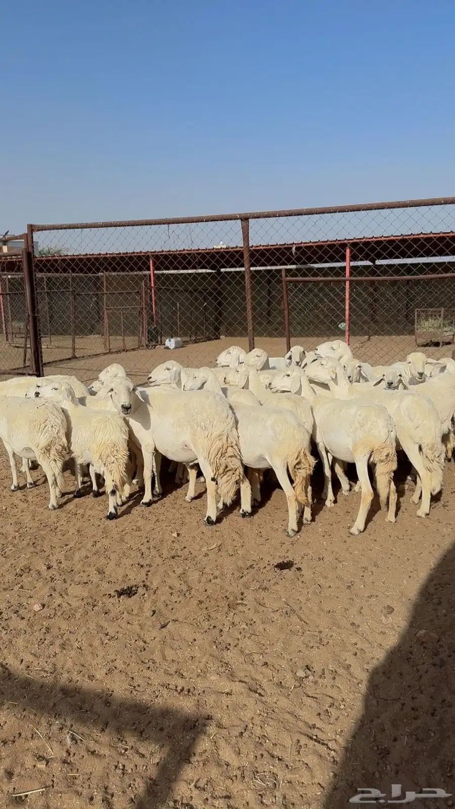 غنم مراح واحد للبيع بفحلها 18
