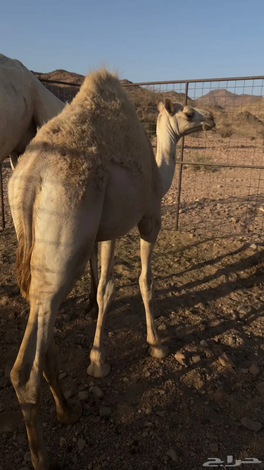 قعود للبيع 0