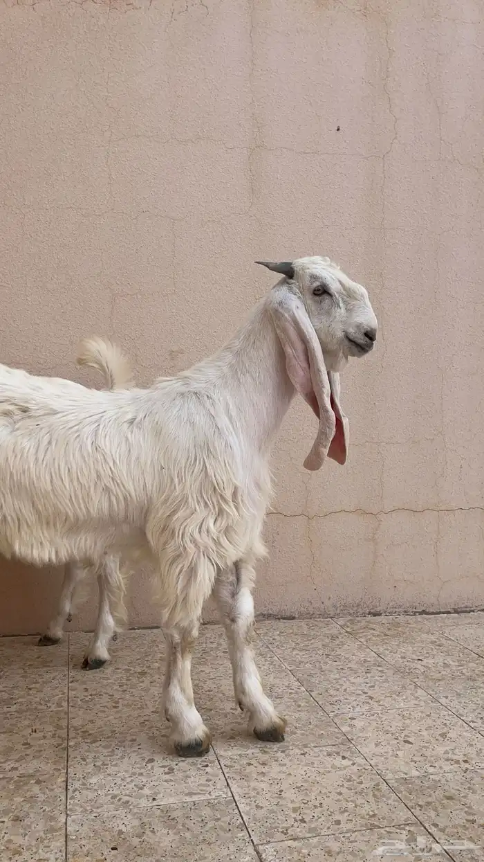 تيس مستقبل فحل مزاين 2