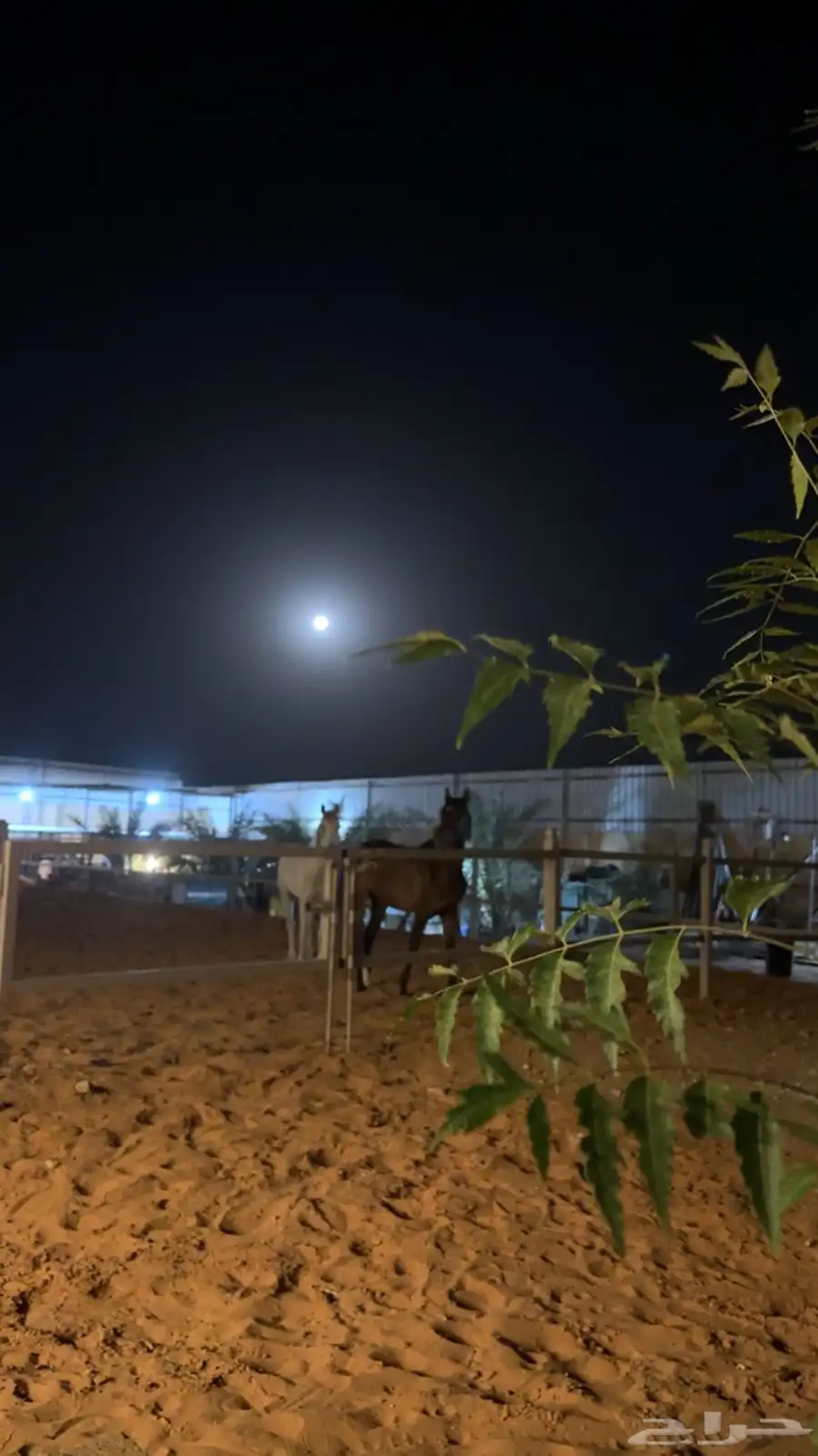 ايواء للخيل   حصص تعليميه   ايجار يومي 4