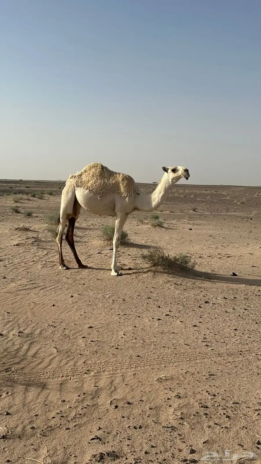 بكره عونيه مفروده حقه 3
