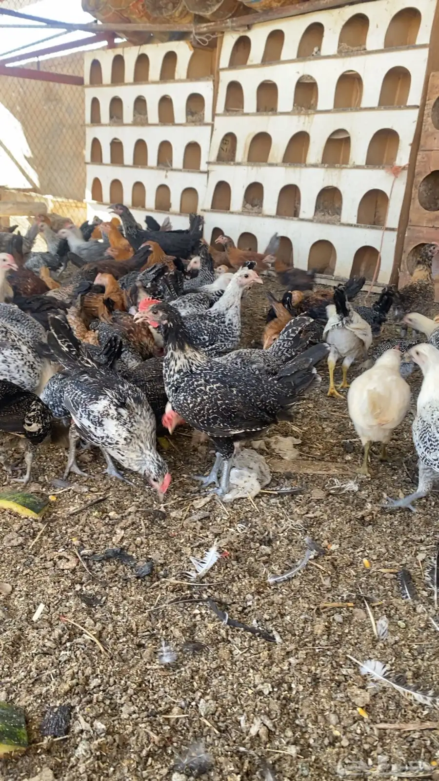 دجاج فيومي وبلدي 3