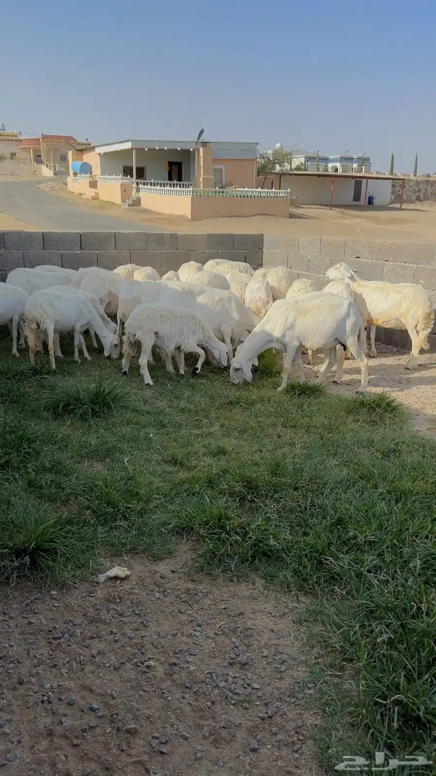 غنم مراح واحد للبيع بفحلها 23
